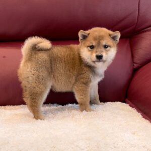 Mitzy (Shiba Inu Puppy)