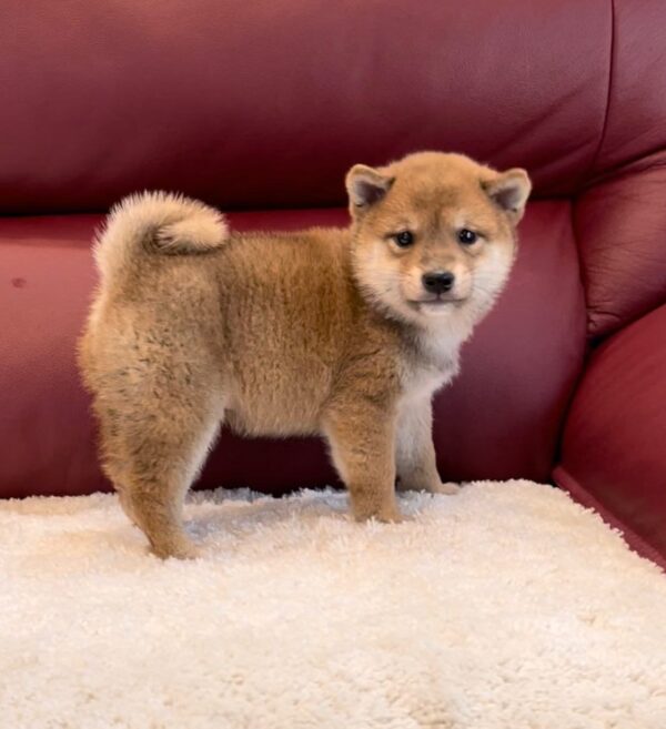 Mitzy (Shiba Inu Puppy)