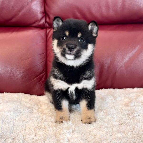 Alder (Shiba Inu Puppy)