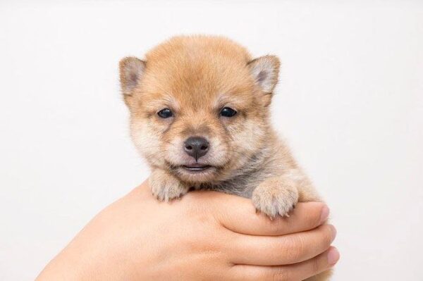 Rocky(Shiba Inu Puppy) - Image 3