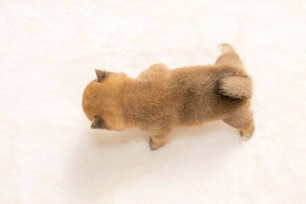 Zayne (Shiba Inu Puppy) - Image 3