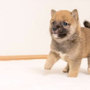 Max (Shiba Inu Puppy)