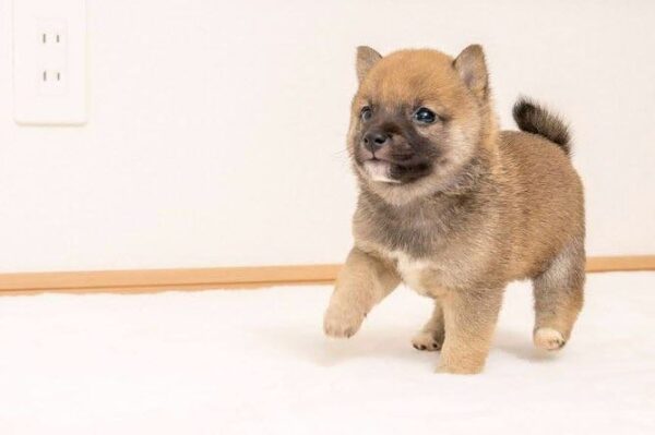 Max (Shiba Inu Puppy)