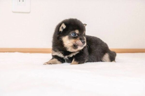 Cap (Shiba Inu Puppy) - Image 3