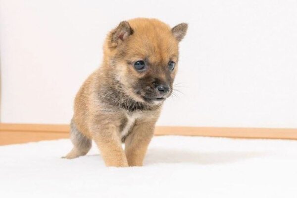 Hazel (Shiba Inu Puppy) - Image 3