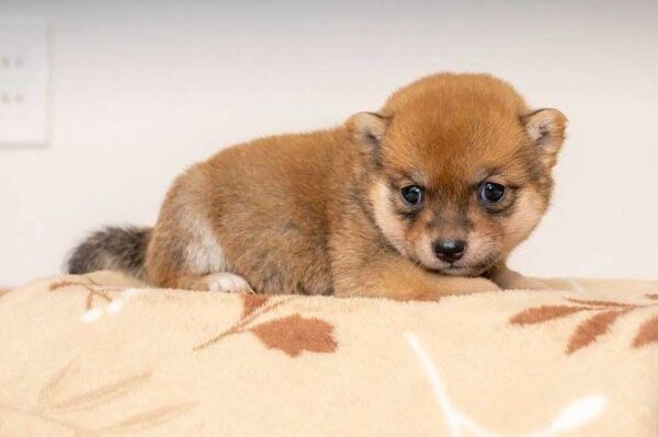 Victor (Shiba Inu Puppy) - Image 3