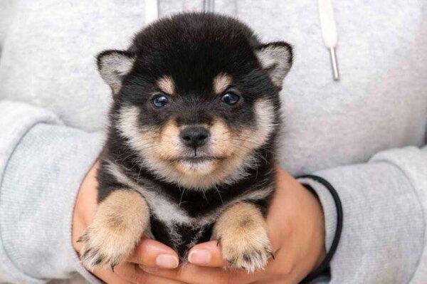 Stitch (Shiba Inu Puppy) - Image 3