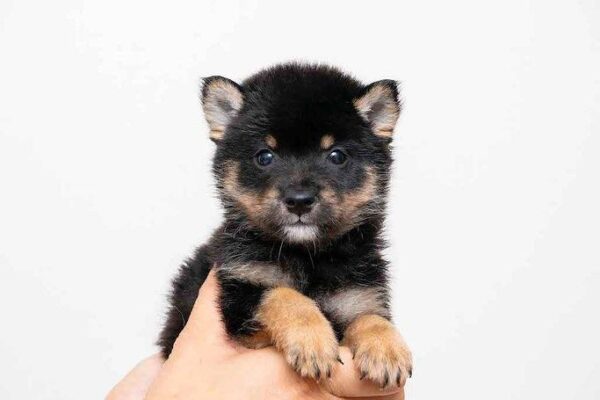 Jaden (Shiba Inu Puppy) - Image 3
