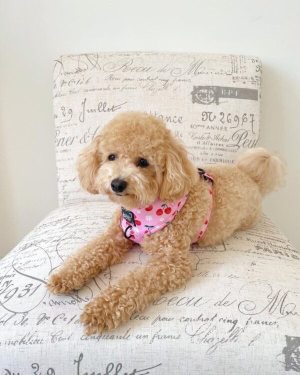 Ike (Toy Poodle Puppy) - Image 3