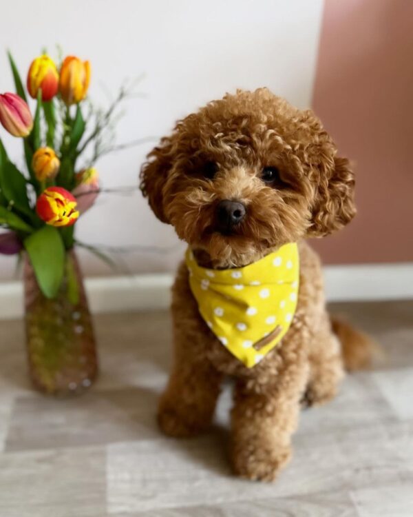 Daisi (Toy Poodle Puppies) - Image 3