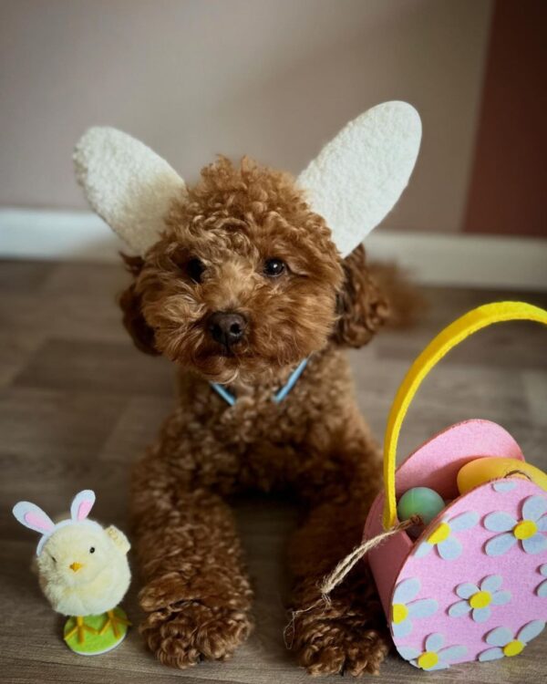 Flash (Toy poodle puppy) - Image 3