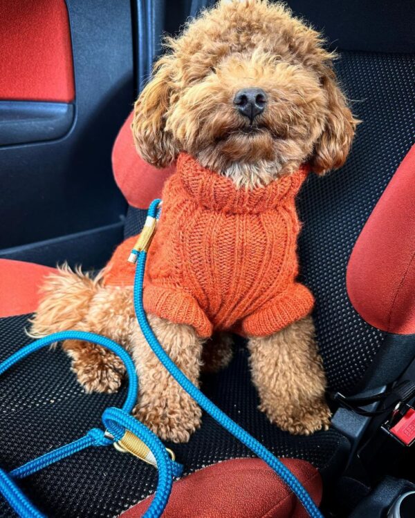 Rubble (Toy Poodle Puppy) - Image 5