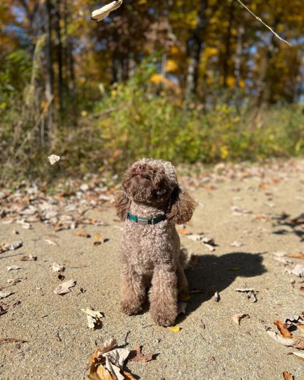 Dara (Toy Poodle Puppy) - Image 3