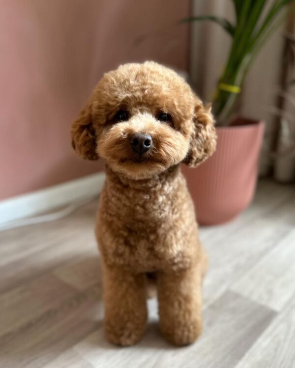 Jager (Toy Poodle Puppy) - Image 3