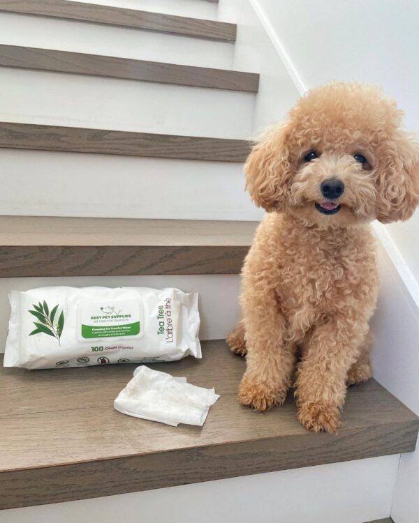 Darren (Toy Poodle Puppy) - Image 3