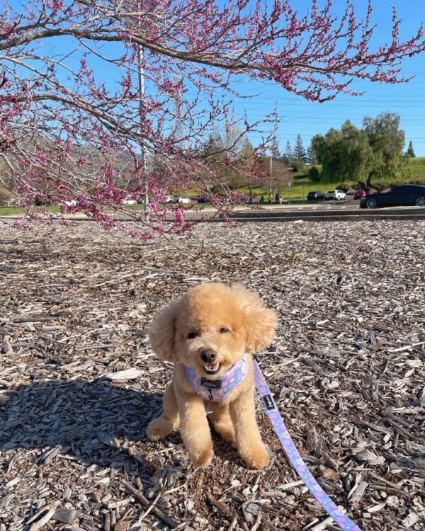 Carter (Toy Poodle Puppy) - Image 3