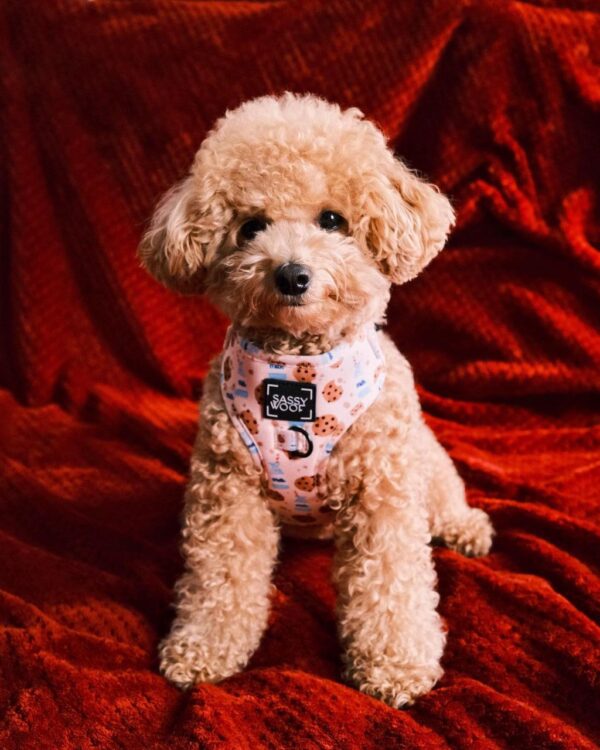 Kendra (Toy Poodle Puppy) - Image 3