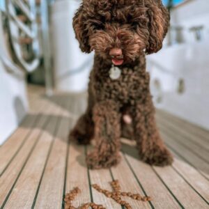 Carat (Toy Poodle Puppy)