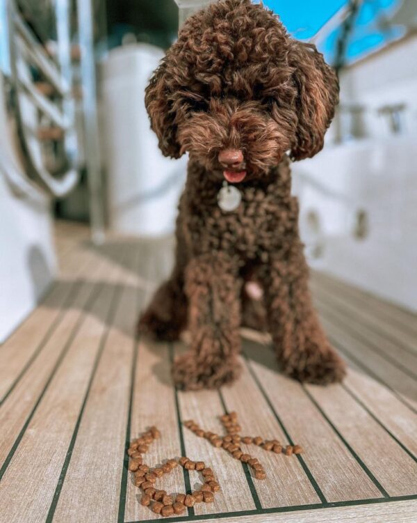 Carat (Toy Poodle Puppy)