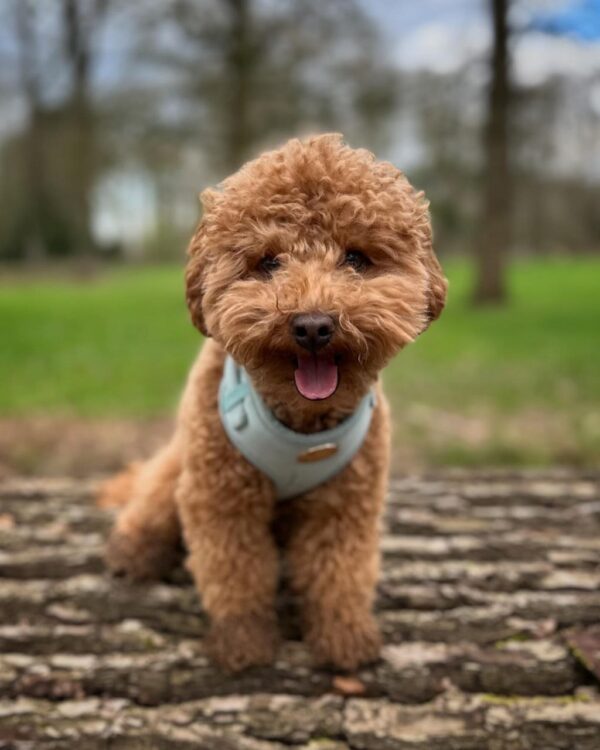Rocky (Toy Poodle Puppy) - Image 3