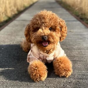 Kendrick (Toy Poodle Puppy)