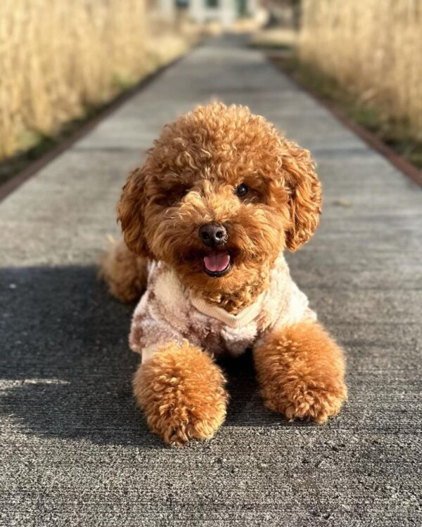 Kendrick (Toy Poodle Puppy)