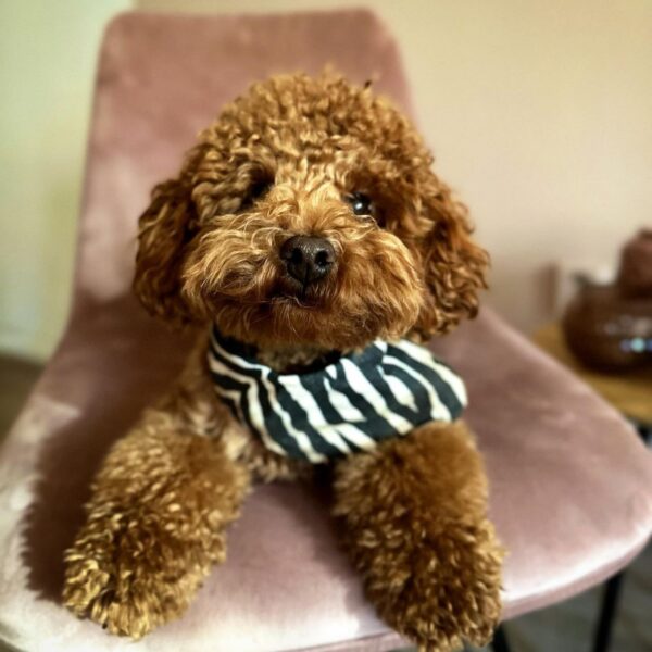 Rocky (Toy Poodle Puppy) - Image 3