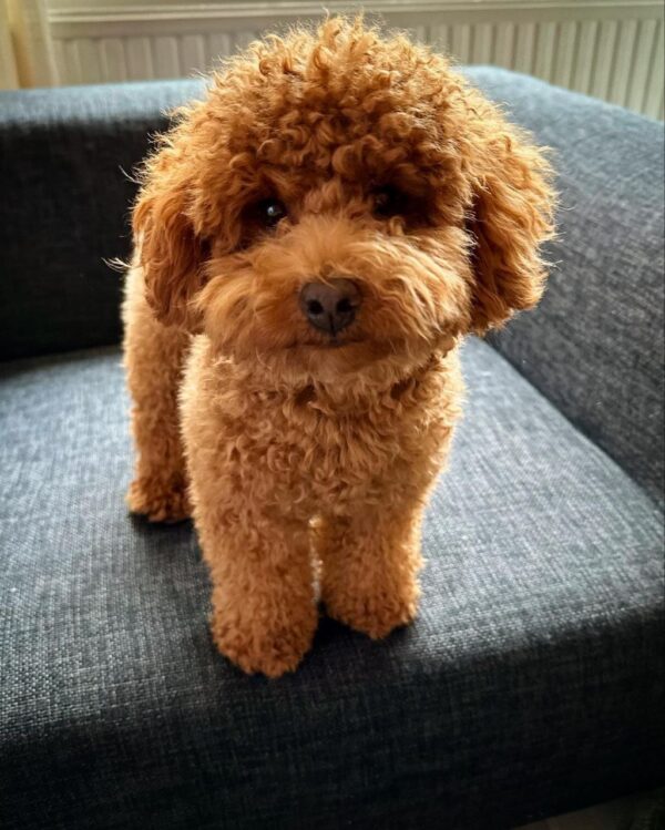 Gavin (Toy Poodle Puppy) - Image 3