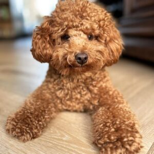 Linsey (Toy Poodle Puppy)