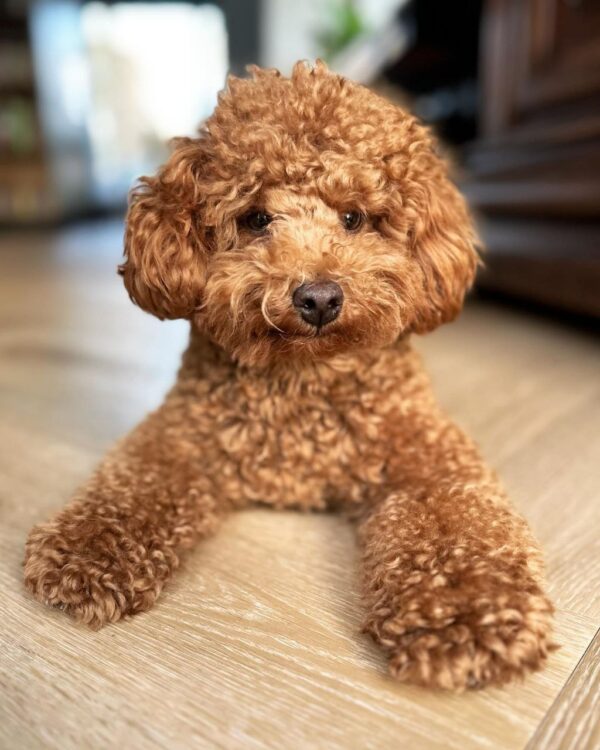 Linsey (Toy Poodle Puppy)