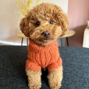 Boomer (Toy Poodle Puppy)