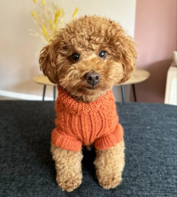 Boomer (Toy Poodle Puppy)