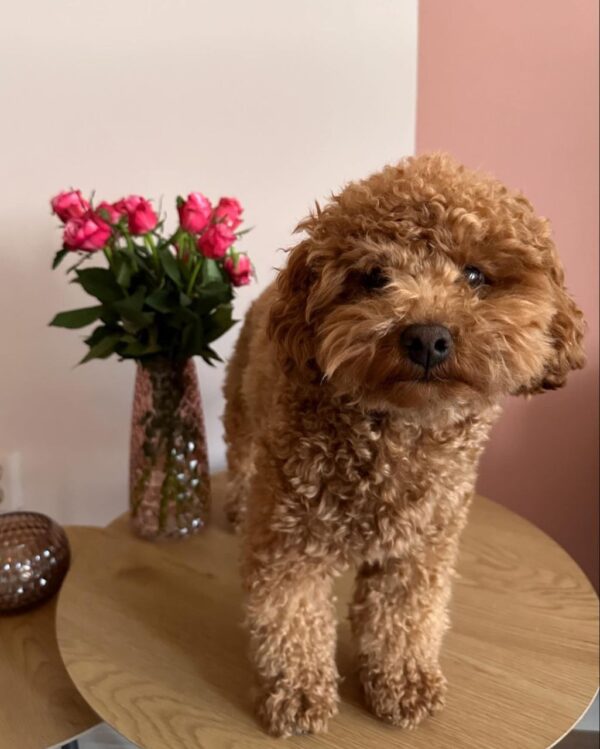 Parka (Toy Poodle Puppy) - Image 3