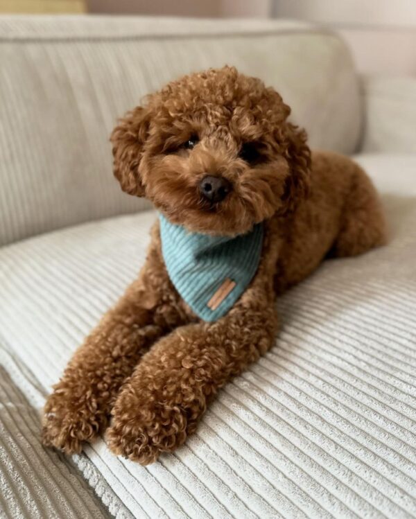 Jigsaw (Toy Poodle Puppy) - Image 3