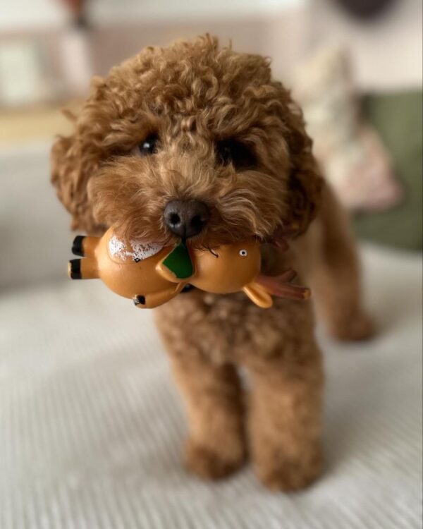 Ranger (Toy Poodle Puppy) - Image 3