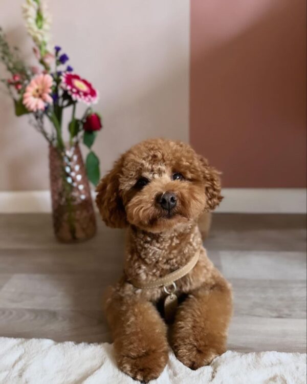 Estelle (Toy Poodle Puppy) - Image 3