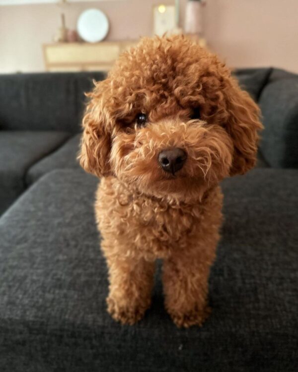 Karly (Toy Poodle Puppy) - Image 3