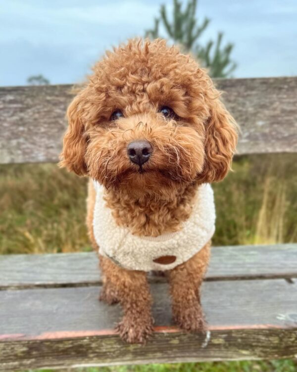 Emma (Toy Poodle Puppy) - Image 3