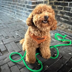 Dixie (Toy Poodle Puppy)