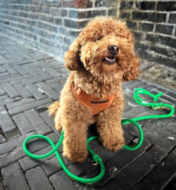 Dixie (Toy Poodle Puppy)