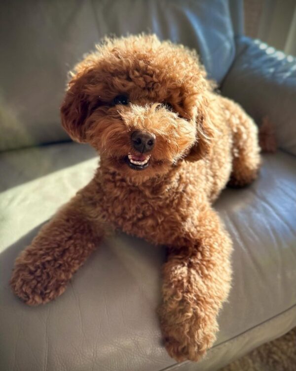 Maree (Toy Poodle Puppy) - Image 3