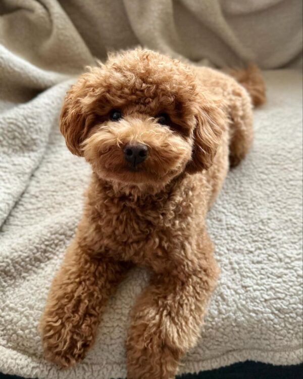 Tally (Toy Poodle Puppy) - Image 3