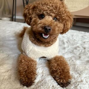 Einstein (Toy Poodle Puppy)
