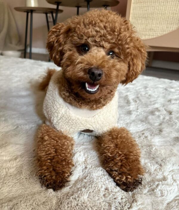 Einstein (Toy Poodle Puppy)