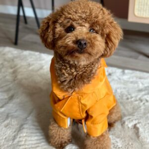 Jake (Toy Poodle Puppy)