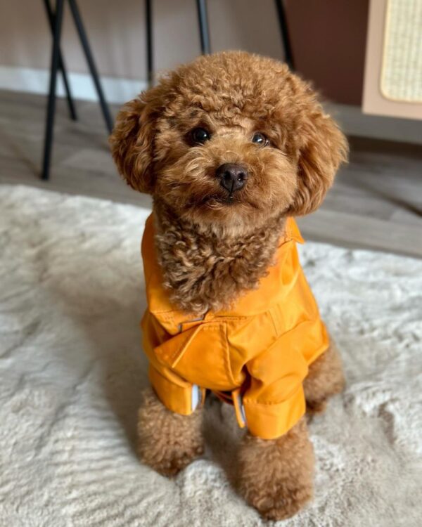 Jake (Toy Poodle Puppy)