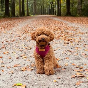 Jade (Toy Poodle Puppy)