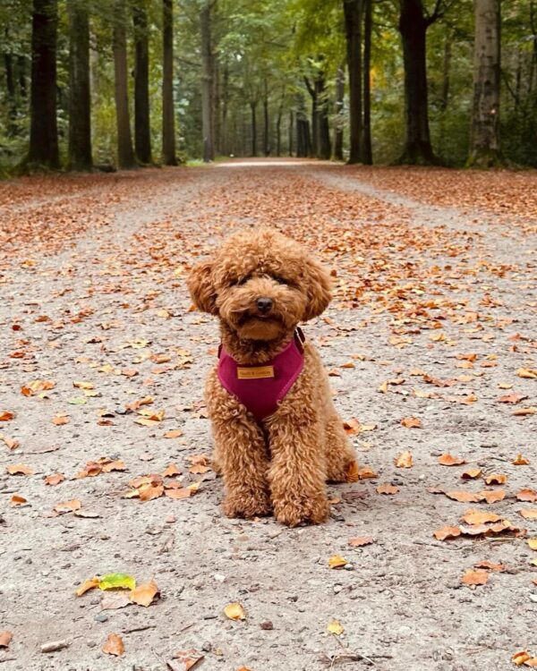 Jade (Toy Poodle Puppy)