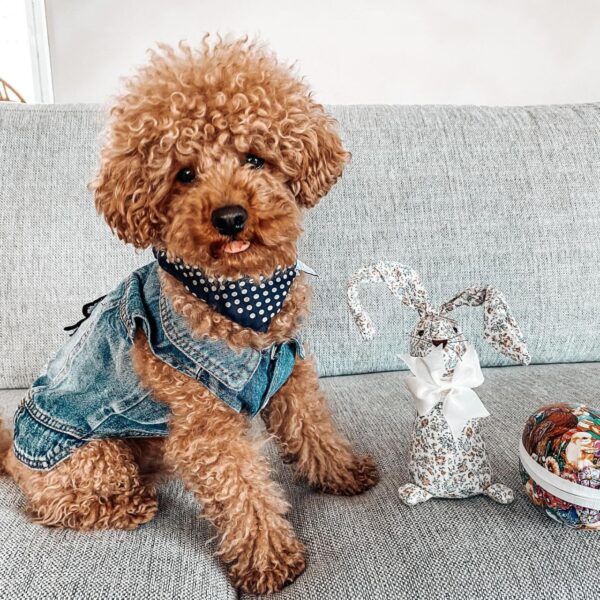 Tayt (Toy Poodle Puppy) - Image 2
