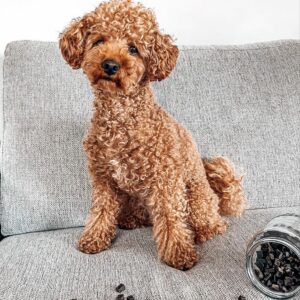 Jager (Toy Poodle Puppy)